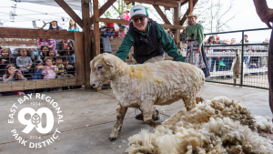 Sheep Shearing Card 90th