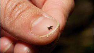 A tick on someone's thumbnail