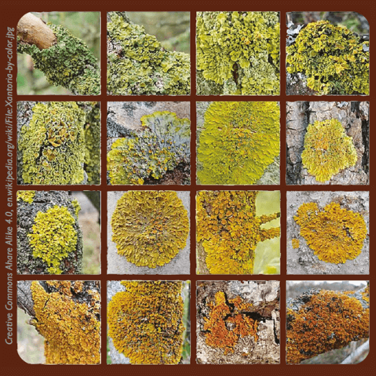 Tilden Nature Area lichen hike