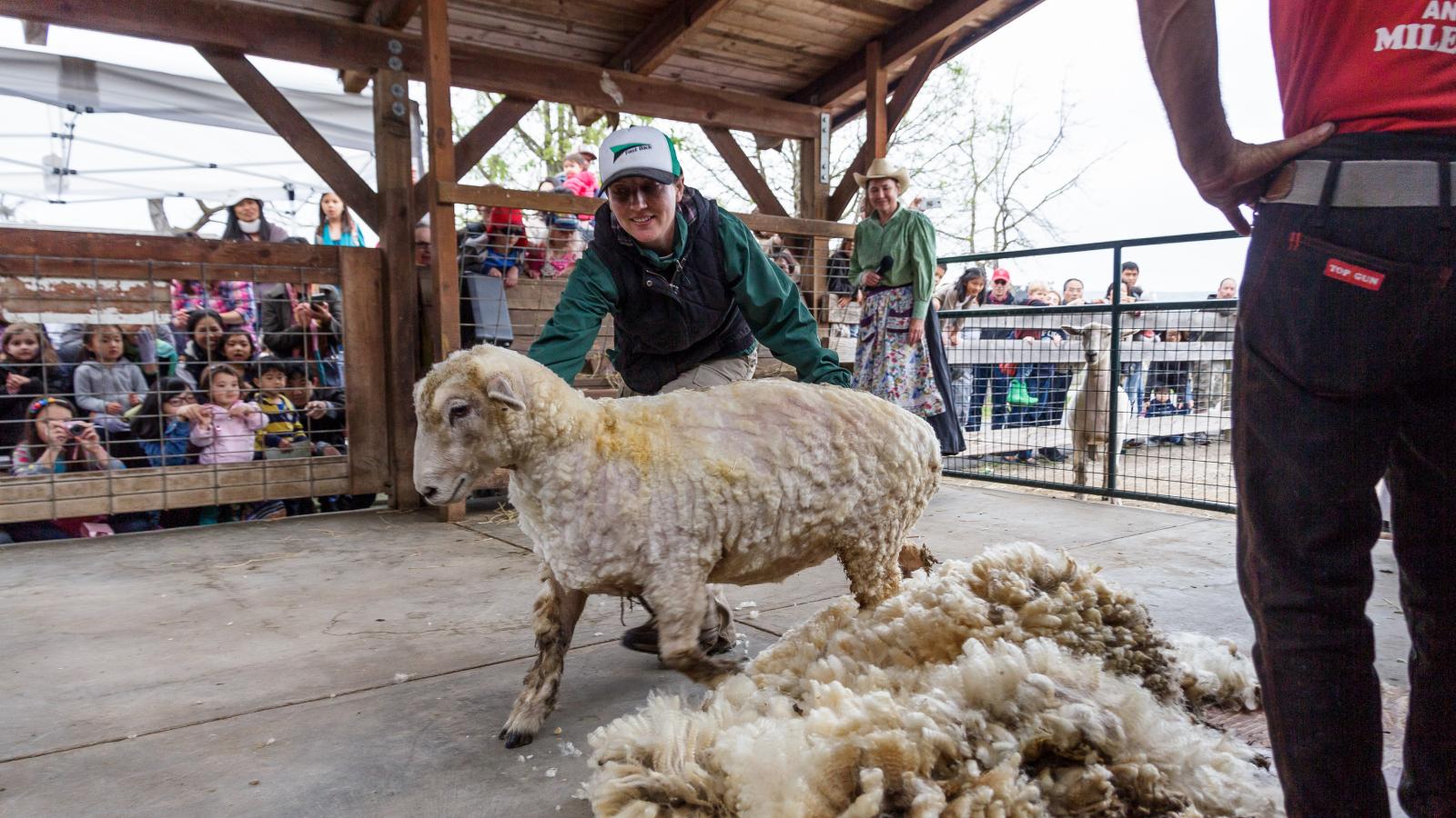 Sheep Shearing Hero