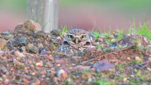 An owl sitting in a dip in the ground