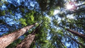 Redwood trees along the French Trail in Redwood Regional Park by Andrew Aldrich