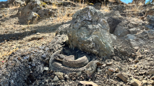 Comunicado de prensa de la serpiente de cascabel Ohlone
