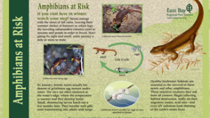 Amphibians at risk interpretive panel