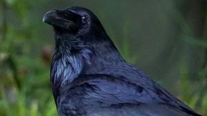 Common Raven photographed by Trent Pearce