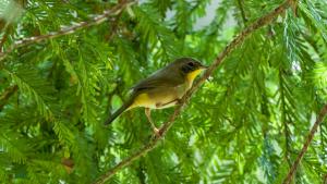 Common Yellowthroat photographed by Trent Pearce