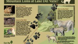 Mountain lions at Lake Del Valle?