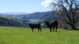 Grazing Cows at Sunol