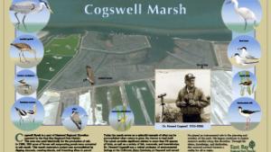 Cogswell Marsh