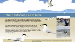 The California Least Tern