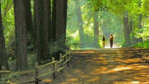 Hikers in Redwood Park