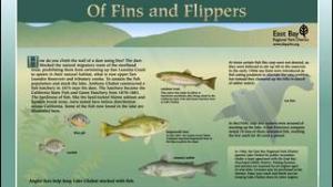 Of fins and flippers