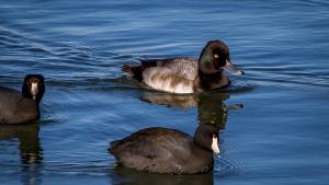 Lesser Scaup photographed by Trent Pearce