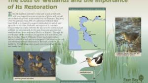 The loss of wetlands and the importance of its restoration