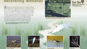 Recovering wetlands