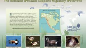 The restored wetlands supports migratory waterfowl