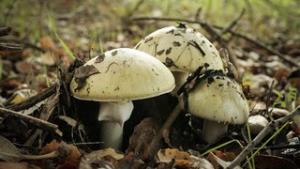 Amanita Phalloides mushrooms