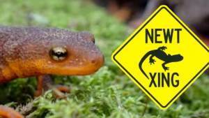 Newt with Newt Xing Sign