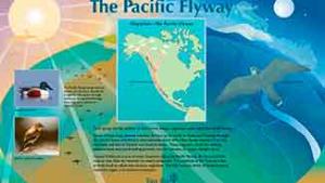 Pacific flyaway infographic