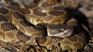 Photo of a coiled rattlesnake close up