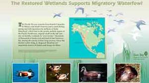 Restored wetlands supports migratory waterfowl infographic