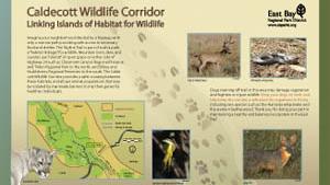 Cadelcott wildlife corridor infographic