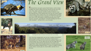 The grand view infographic