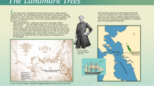 The landmark trees infographic
