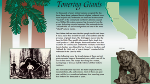 Towering giants infographic