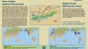 Where are rainbow trout found? infographic