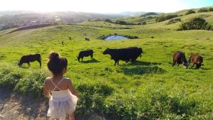 Small girl watching cattle grazing 
