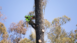 Poda de árboles para el manejo de incendios forestales en parques