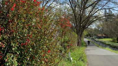 Contra Costa Canal Trail