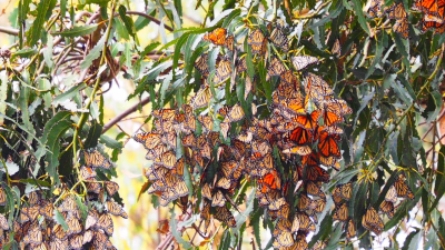 Monarchs at Ardenwood Farm