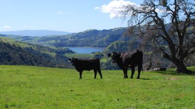 Grazing Cows at Sunol