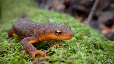 A newt on a mossy rock