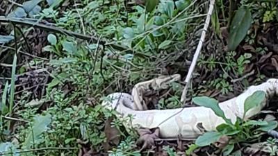 Photo of snake abandoned at Anthony Chabot Regional Park