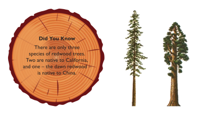 Did You Know? There are only three species of redwood trees. Two are native to California, and one – the dawn redwood – is native to China.