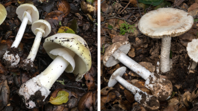 Toxic mushrooms found in East Bay Regional Parks