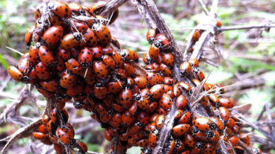 Ladybugs clustered on a branch