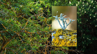 Ramalina and Xanthoria lichens on a California buckeye