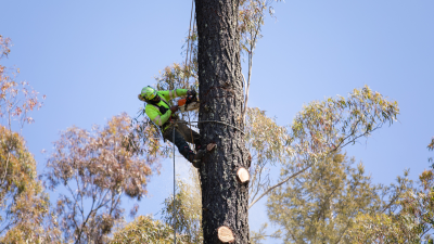 Trimming trees for wildfire management in parklands