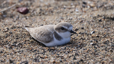 Western snowy plover in Crown Beach's Plover Protection Zone