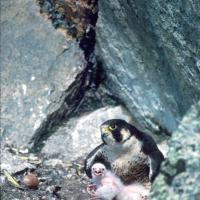 Peregrine Falcon with chicks
