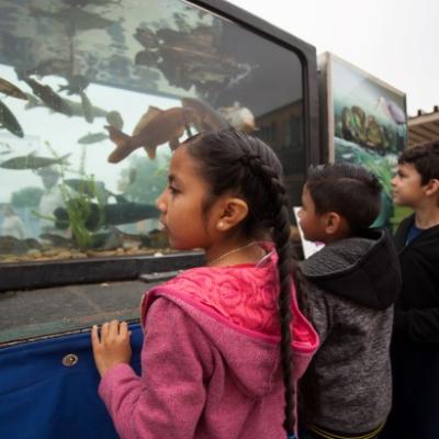 Niños mirando peces