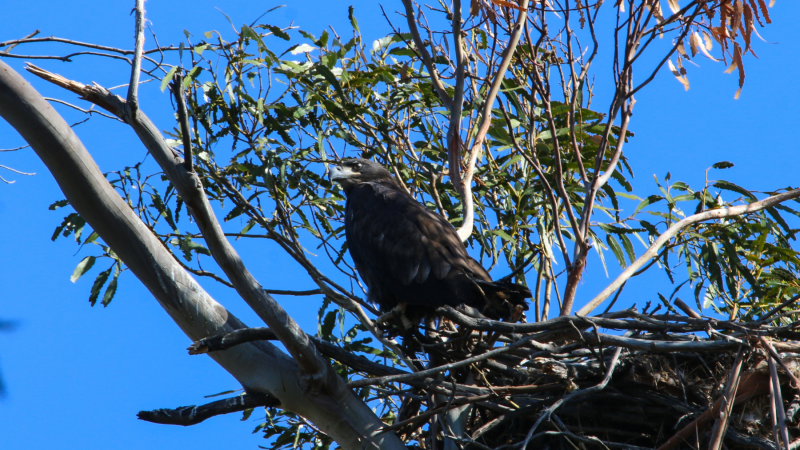 Bald eagle fledgling at Lake Chabot