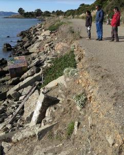 Albany Shoreline Restoration