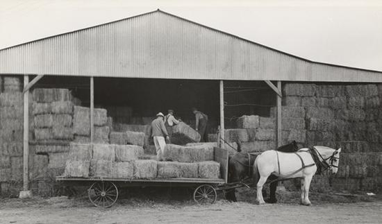 Historic photo of Mineral King Coop Farm