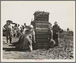Japanese workers packing broccoli near Guadalupe, CA
