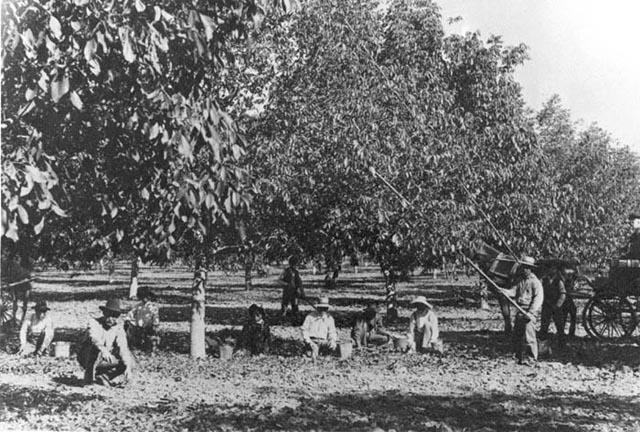 Ardenwood walnut orchard harvest